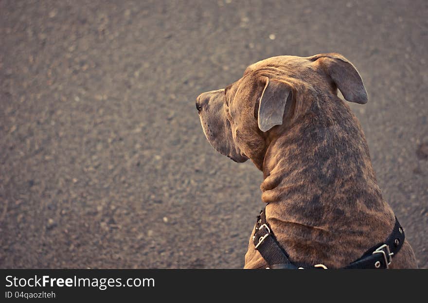 The dog is looking at the sunset