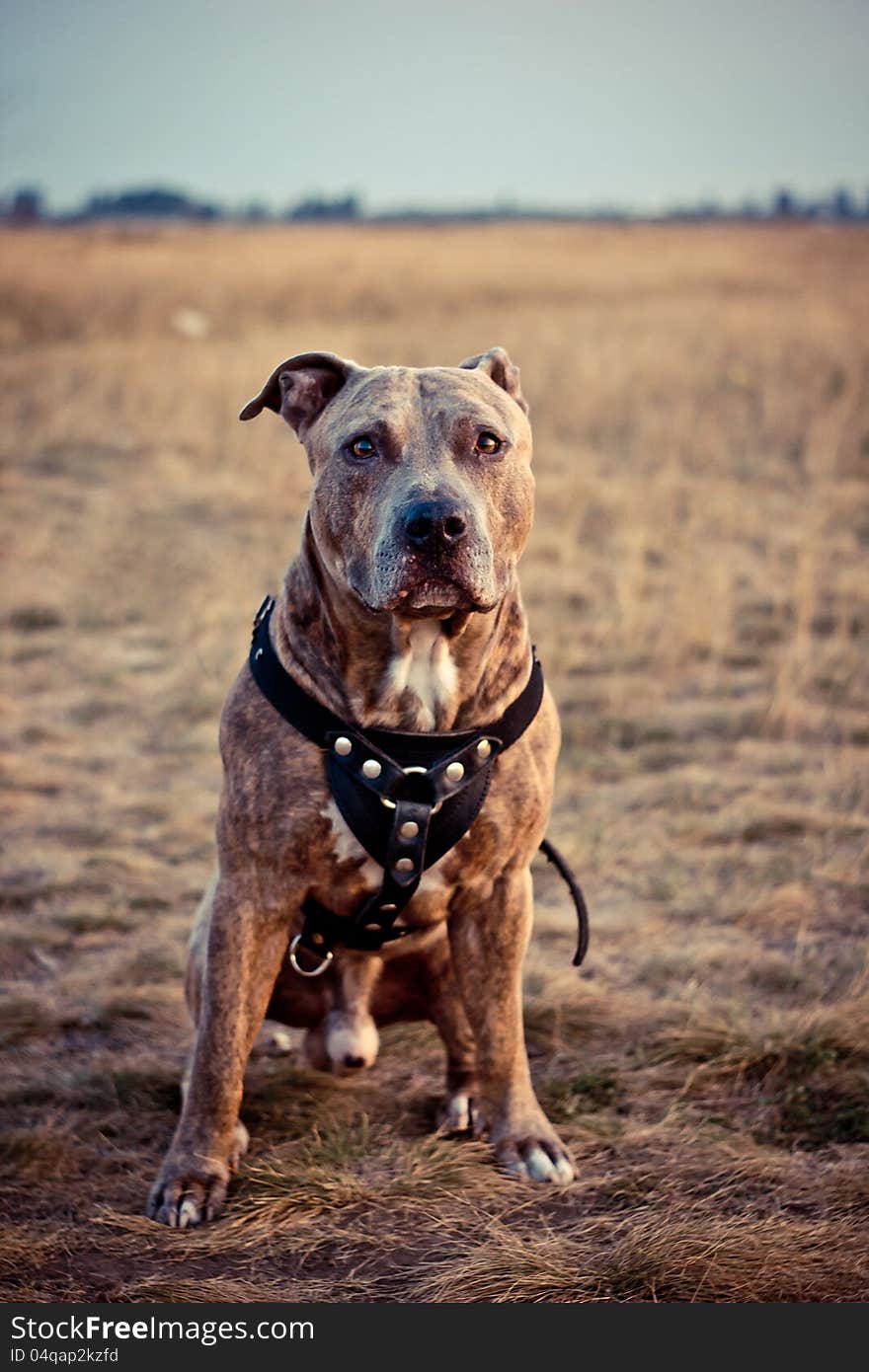 The dog is looking straight at the camera