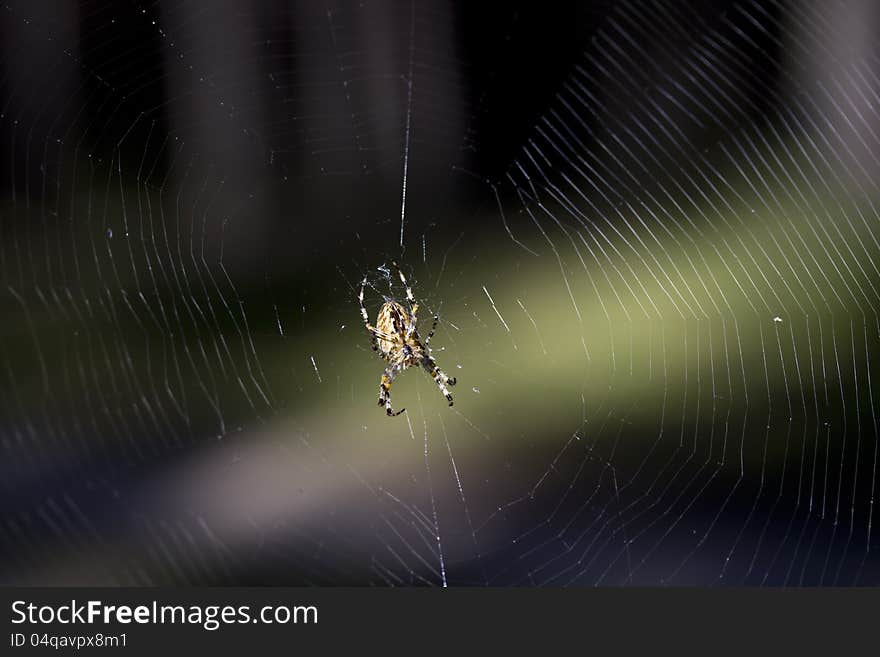 An arachnid sits in its lair. An arachnid sits in its lair.