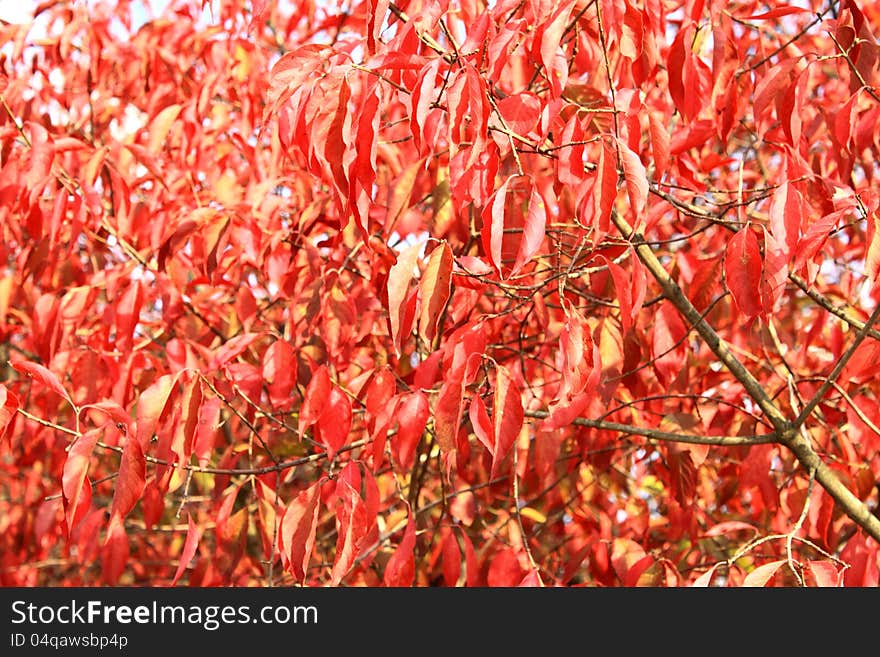 Red leaves in autumn close-up