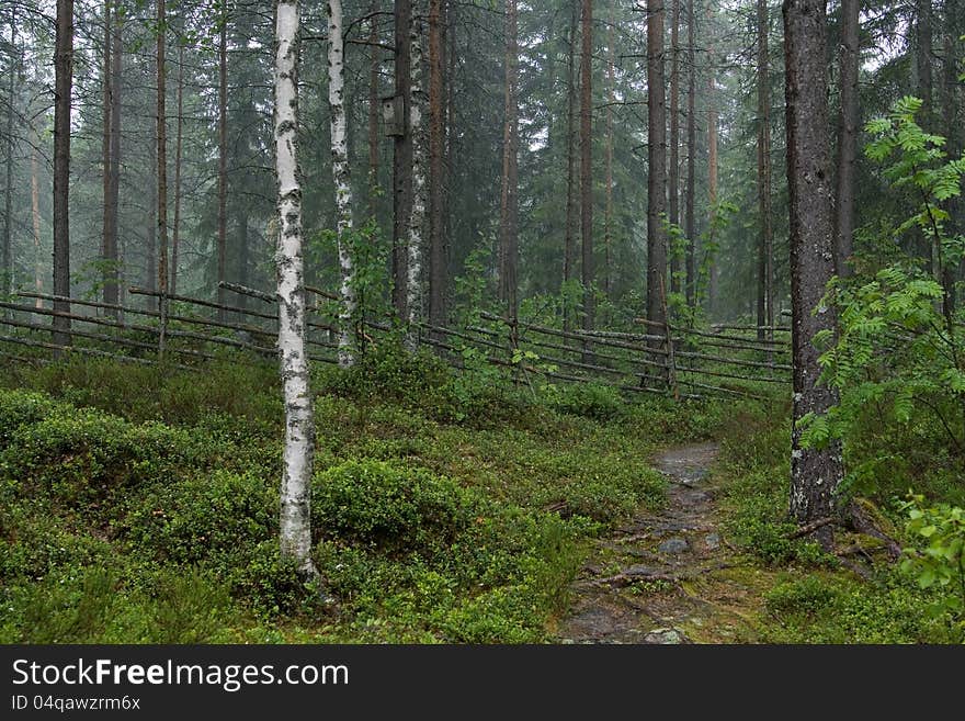 Trees, wooden fence and green flora at rainy afternoon at Finnish countryside. Trees, wooden fence and green flora at rainy afternoon at Finnish countryside.