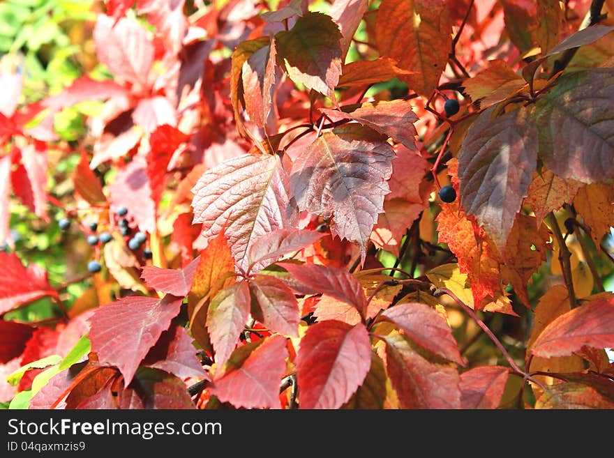 Red leaves in autumn close-up