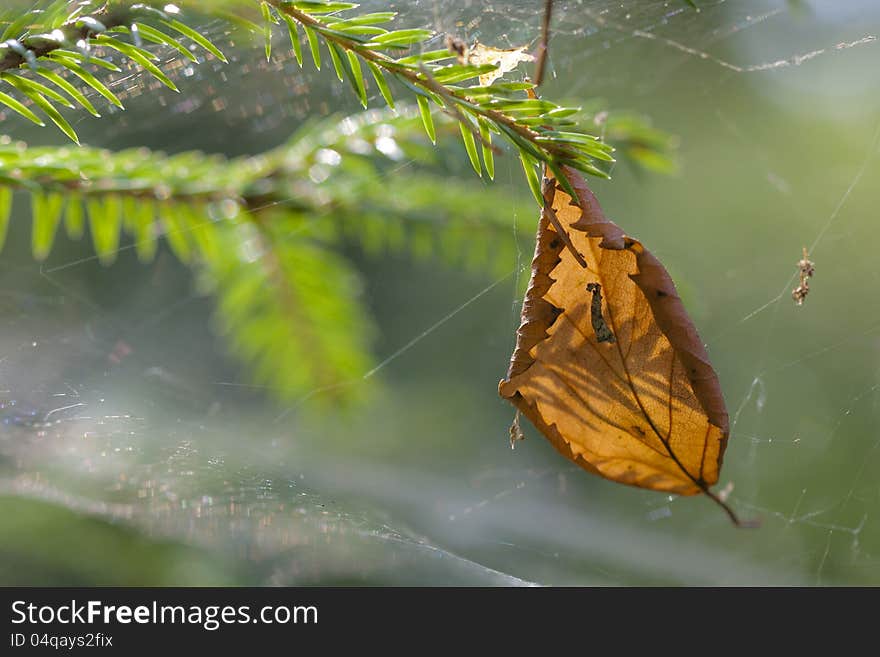 Backlighted brown desiccated leaf trapped in spider web