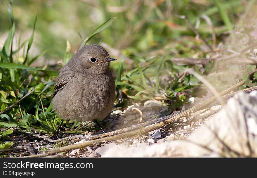 Black Redstart