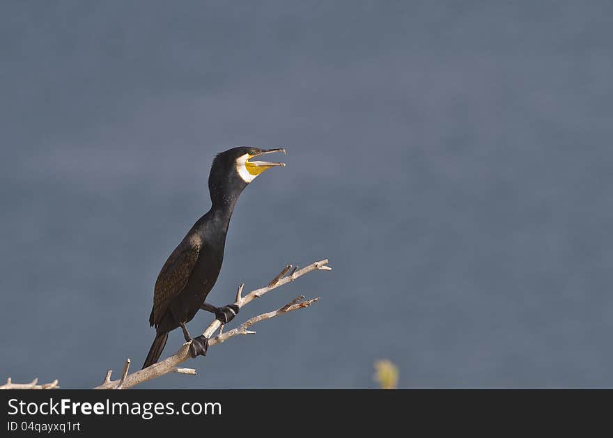 Great cormorant &#x28;Phalacrocorax carbo&#x29; singing on a branch of a tree