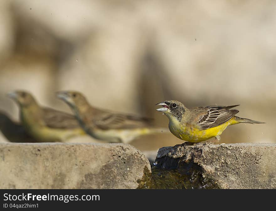 Black-headed bunting &#x28;Emberiza melanocephala&#x29; drinking water from a fountain