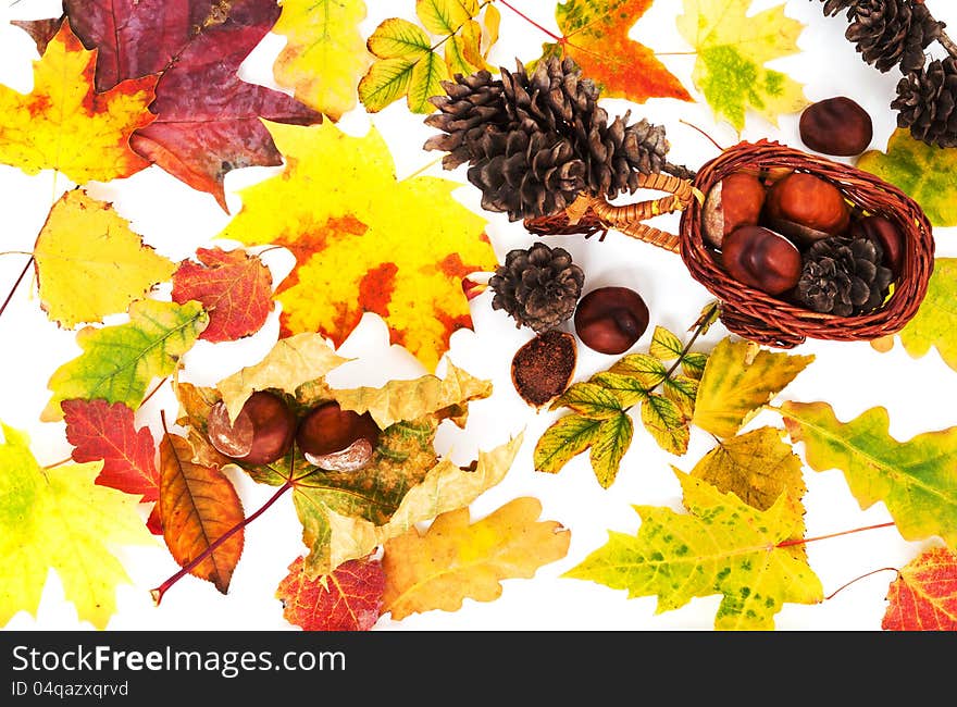 Background of colorful autumn leaves, chestnuts and cones on white