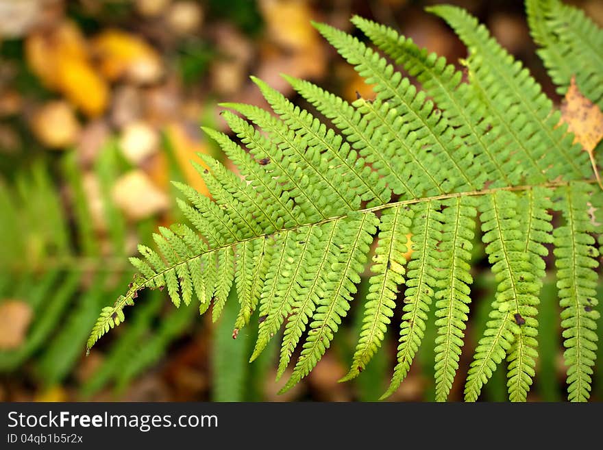 Autumn fern leaf in the forest