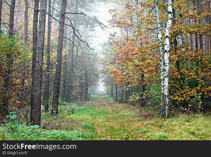 Autumn landscape - path, forest and fog. Autumn landscape - path, forest and fog