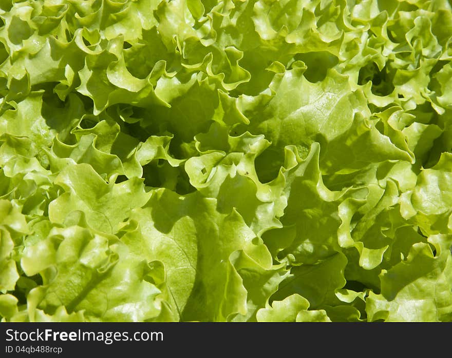 Lettuce closeup