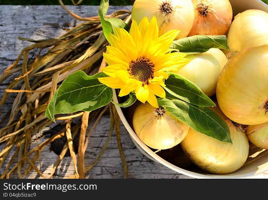 A can of onions and one small sunflower on the wooden bench in the garden