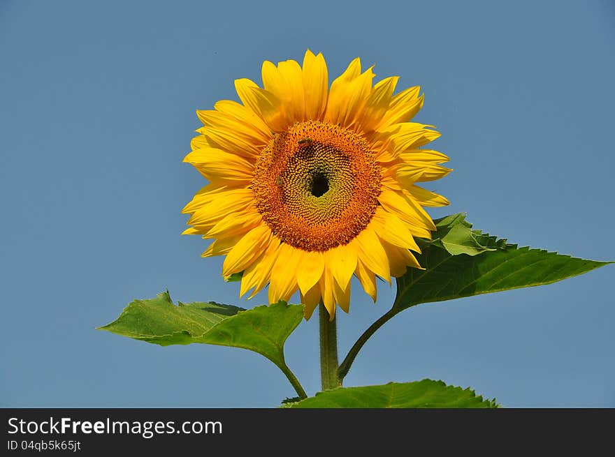 The flower of sunflower in the sun with bee. The flower of sunflower in the sun with bee