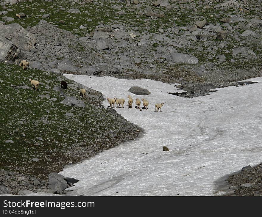 Sheep Herd On A Snowfield