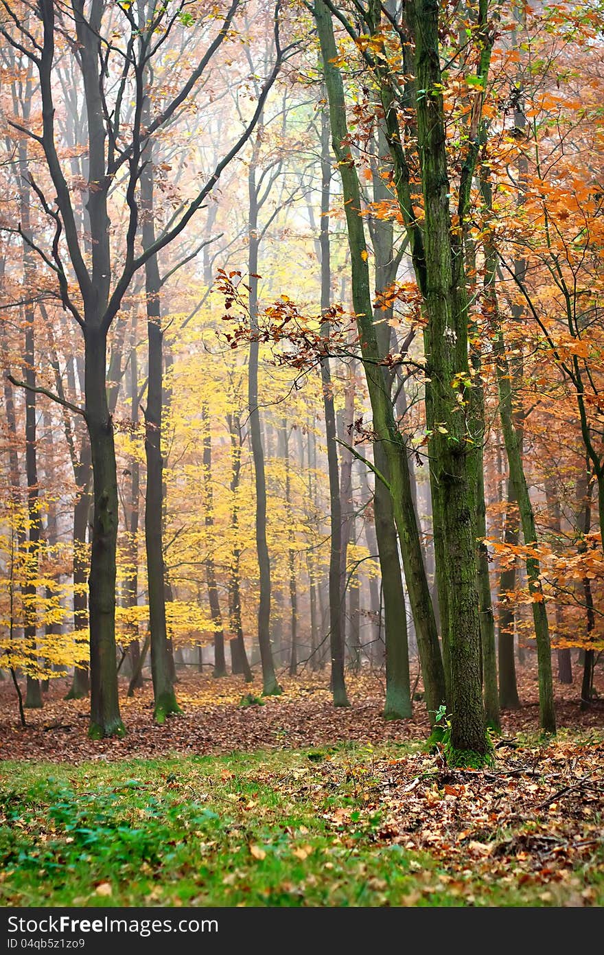 Autumn colors in the deciduous forest. Autumn colors in the deciduous forest