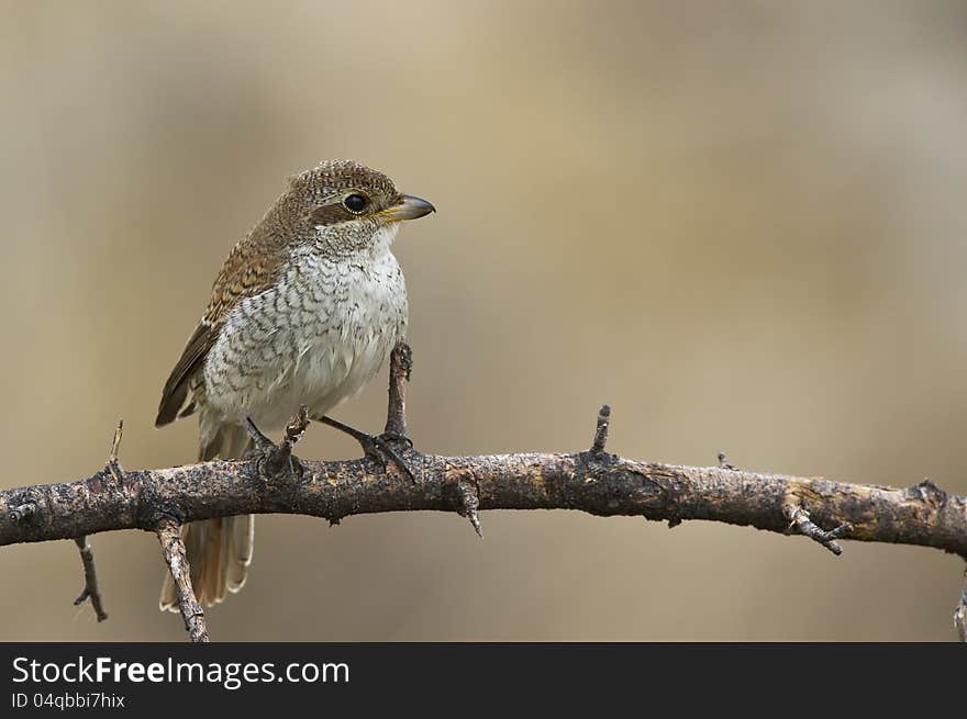 Red-backed Shrike &x28;Lanius collurio&x29