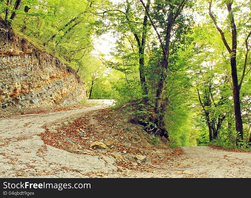 Road In Forest