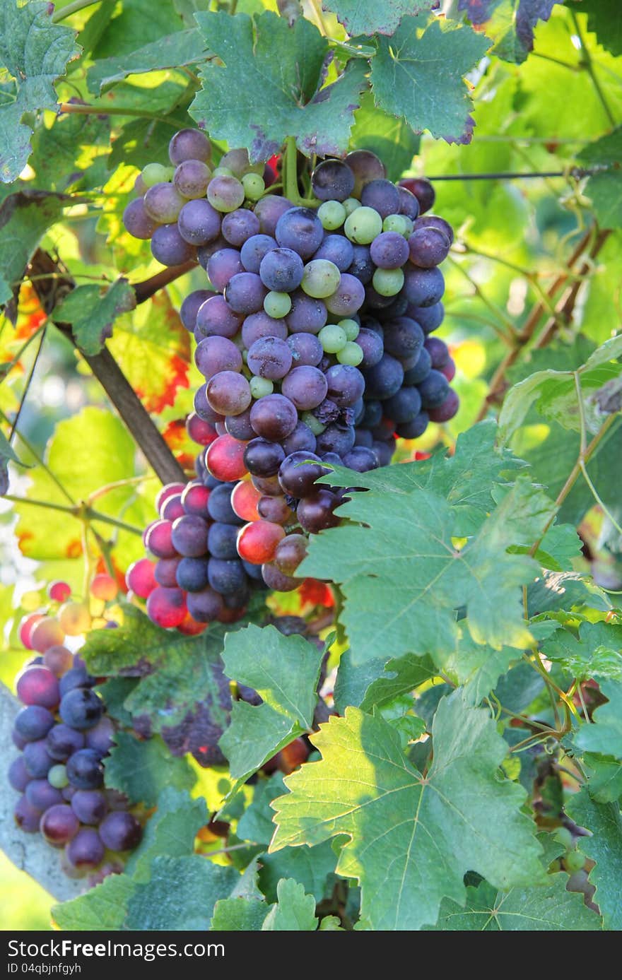 Beautiful grapes of various colours taken in a vineyard . Against sunset light