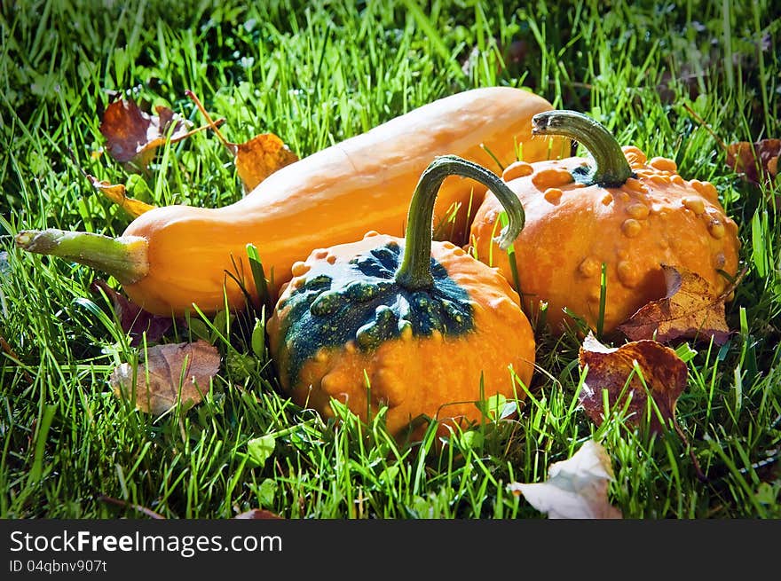 Set of vegetables of an autumn crop on a grass