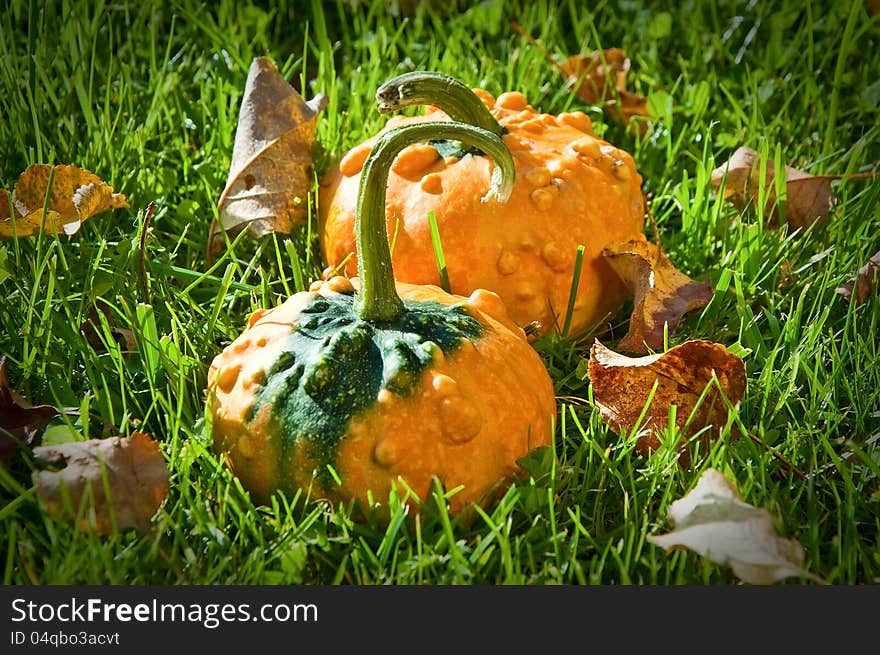 Two small decorative pumpkins on an autumn grass