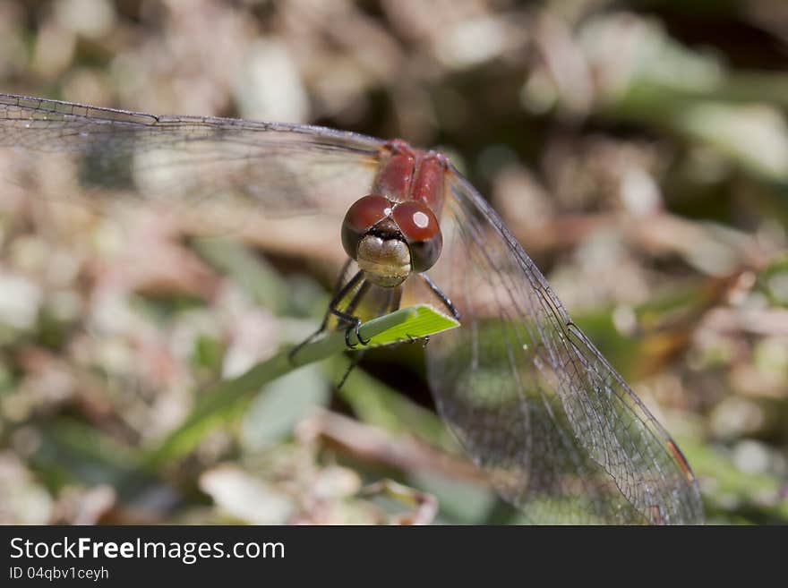 A red dragon fly is resting on the grass. A red dragon fly is resting on the grass.