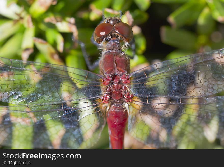 A red dragon fly is resting on the leaves. A red dragon fly is resting on the leaves.