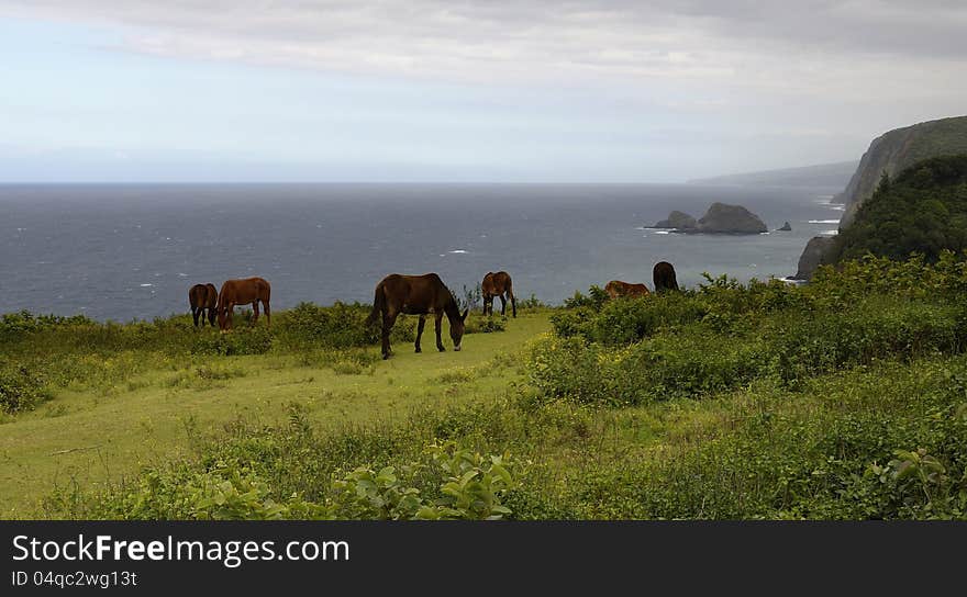 Donkeys in North Kohala Hawaii