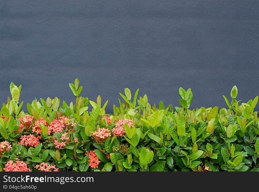 Gray cement wall with green leaves background