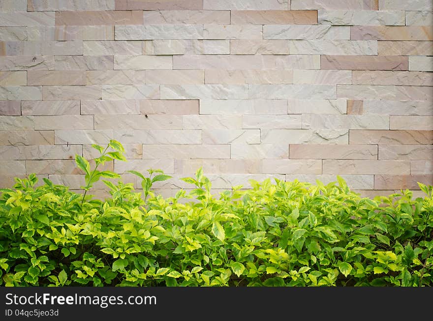 Wall rock with beautiful green leaves