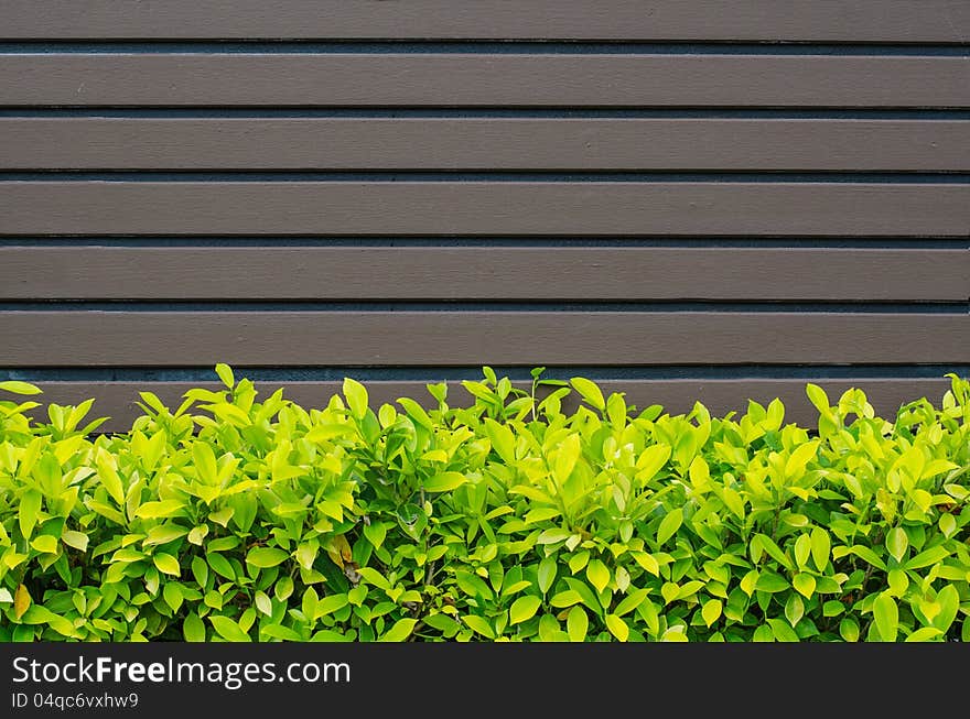 Brown wooden wall with green leaves