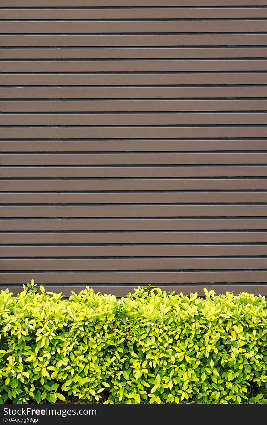 Gray wooden wall with green leaves background