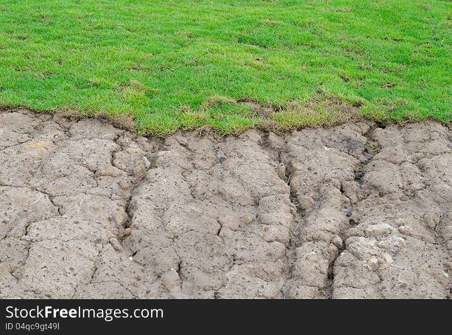 Background planting new grass texture