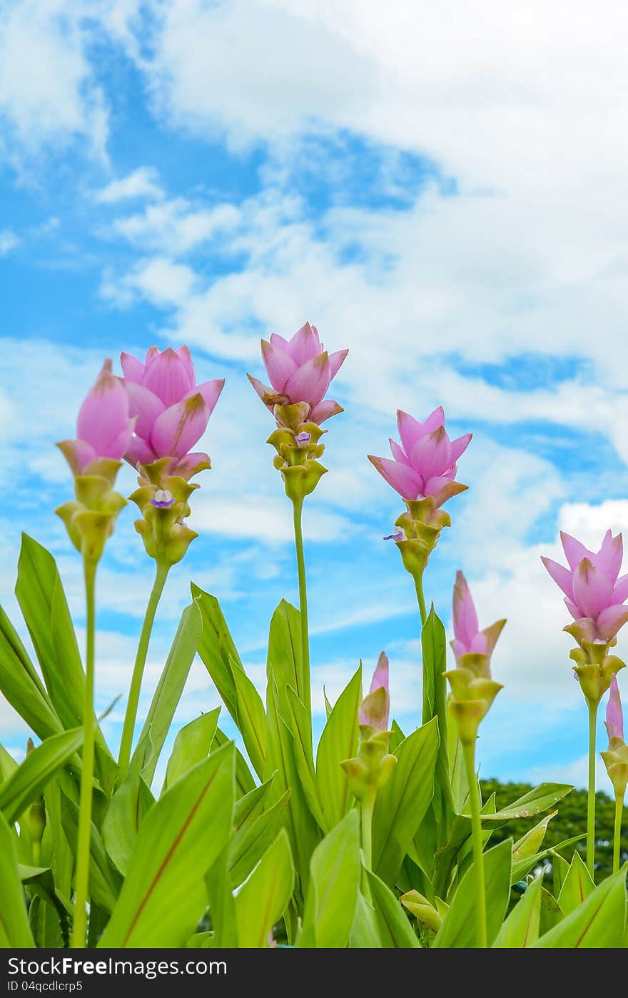 Pink flowers with blue sky backgroud