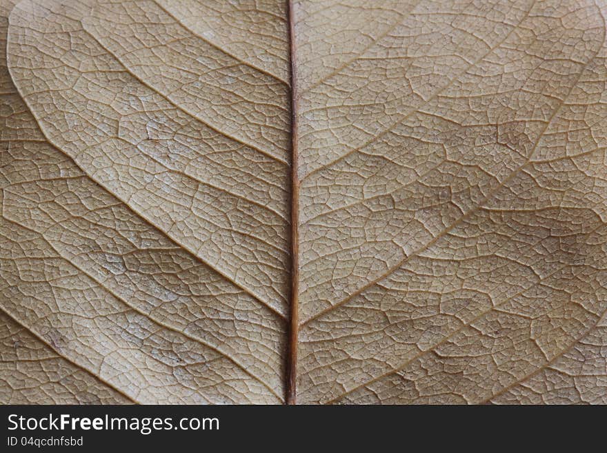 Macro of a leaf texture