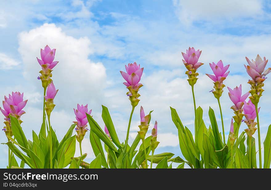 Pink flowers with blue sky backgroud