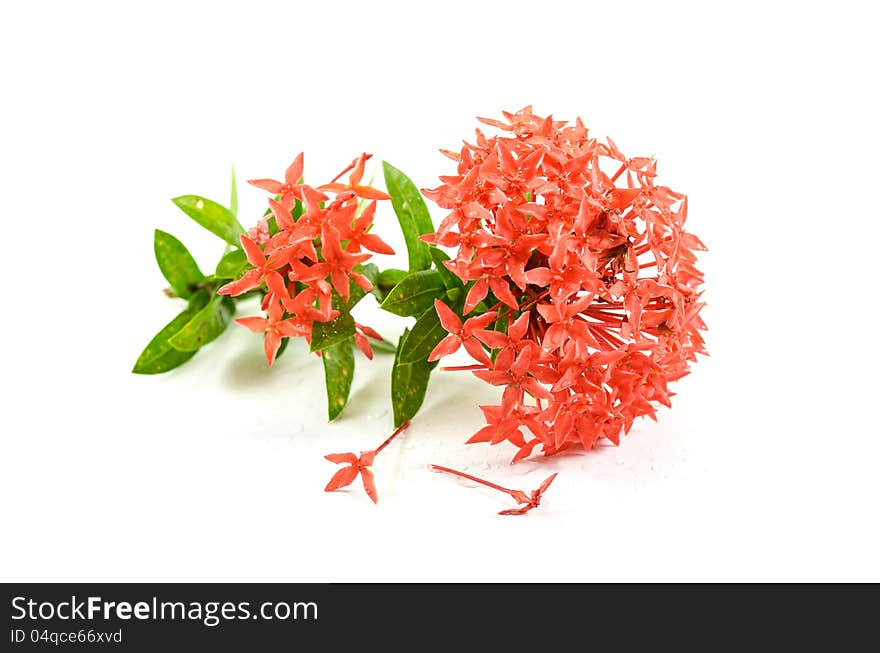 Red Ixora flower in thailand