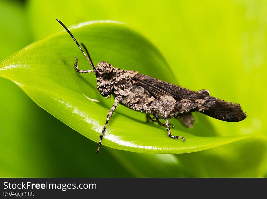 Closeup Grasshopper on green leaf