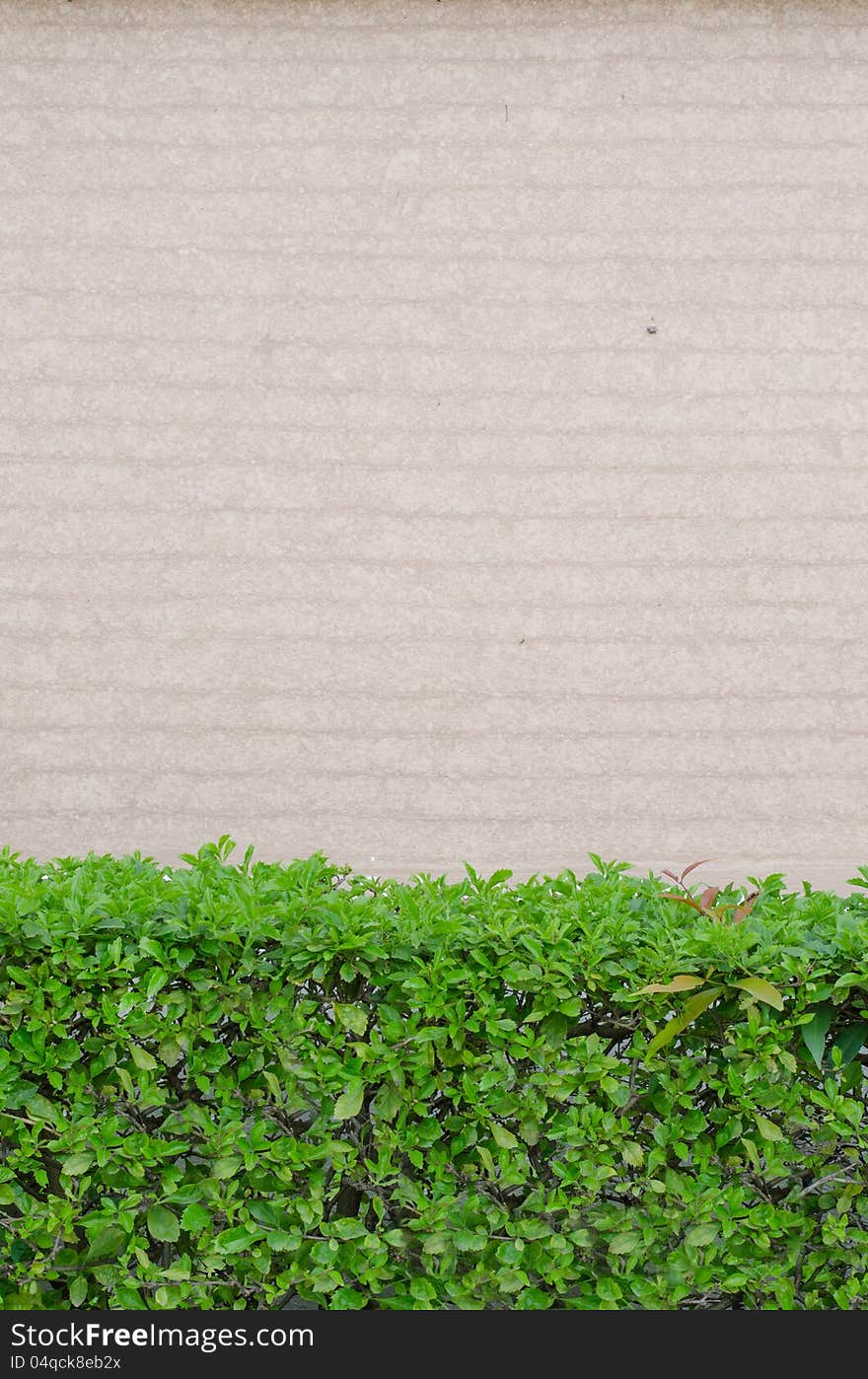 Pink wooden wall  with beautiful green leaves background