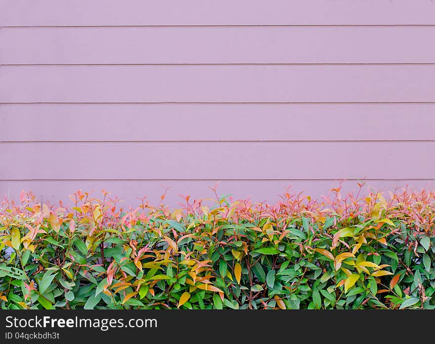 Pink wooden wall  with beautiful green leaves background