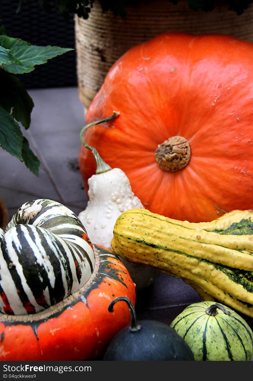 Variation of ripe farm autumn vegetables