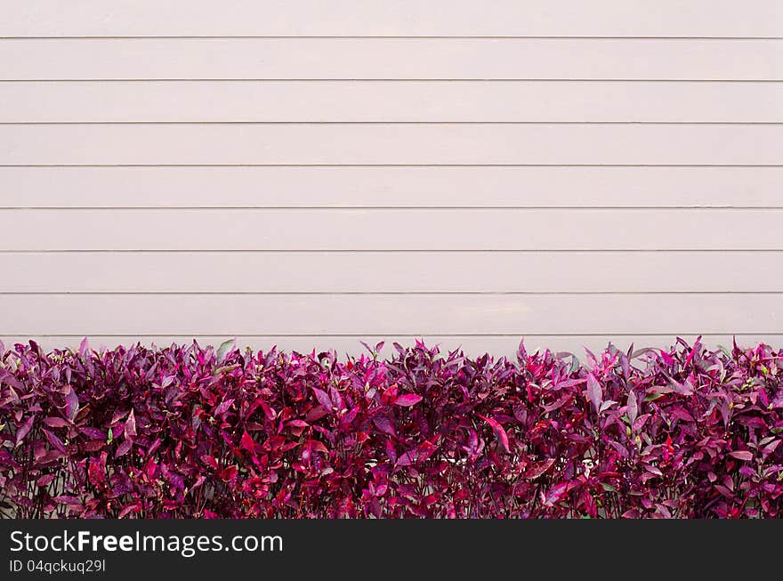 Pink wooden wall with red leaves background. Pink wooden wall with red leaves background