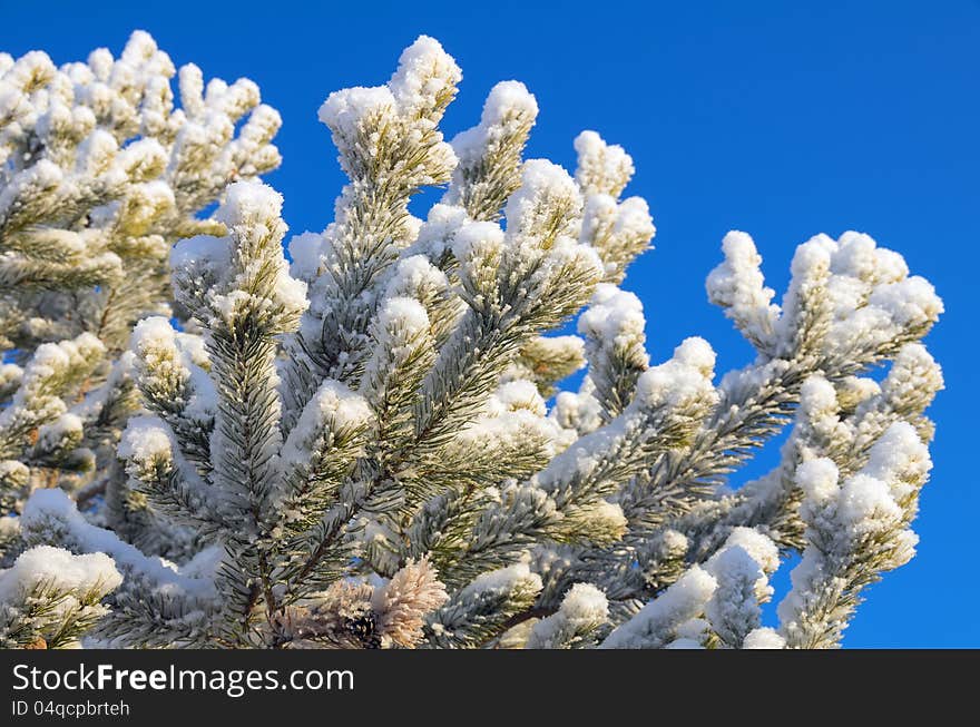 Snow-covered pine tree in the rays of the bright sun. Snow-covered pine tree in the rays of the bright sun