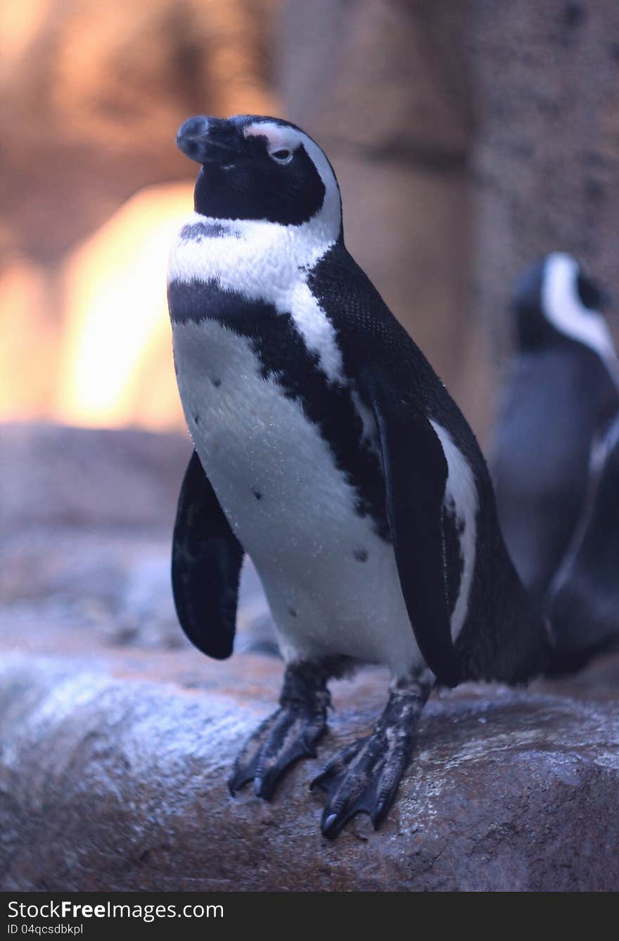 Humboldt penguin standing in a rock