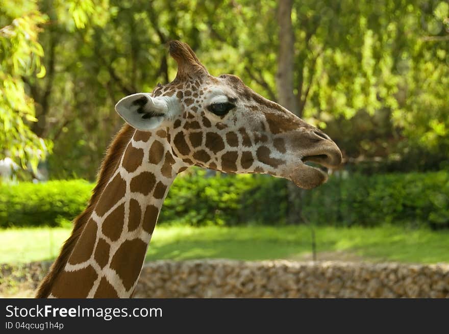 Close up shot of head of young giraffe. Close up shot of head of young giraffe