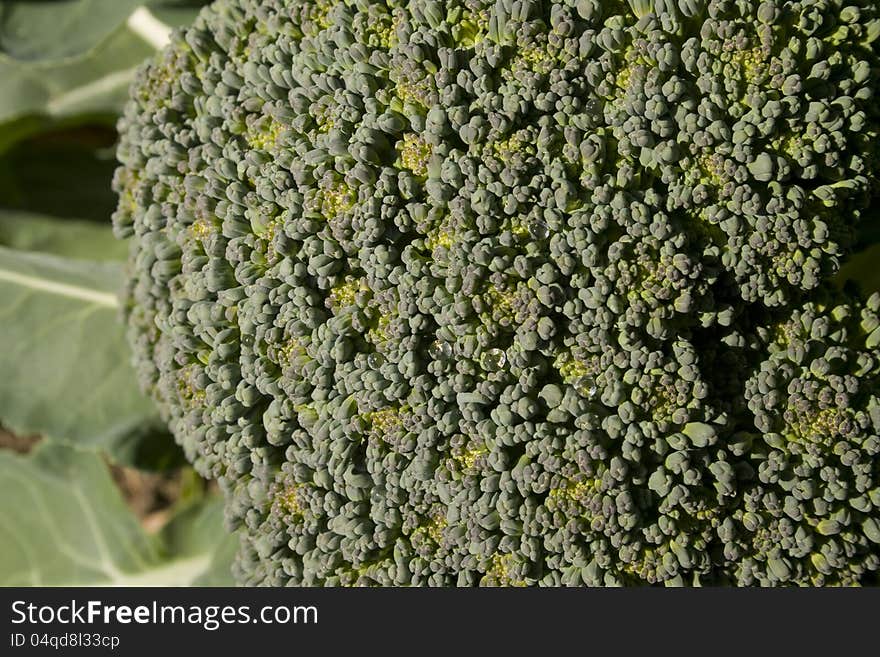 The vegetable Broccoli growing in an organic home garden. Image shows the mass of buds up close that make the vegetable. The vegetable Broccoli growing in an organic home garden. Image shows the mass of buds up close that make the vegetable