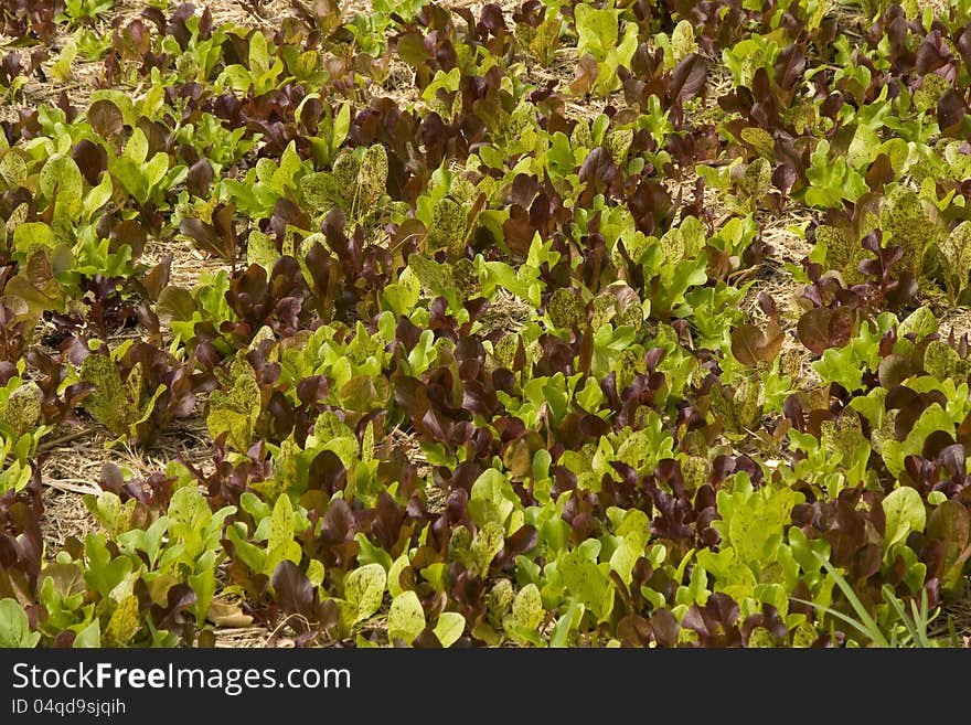 A garden bed with a mass of mixed lettuce seedlings. A garden bed with a mass of mixed lettuce seedlings