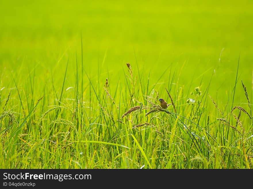 Bird On Rice Field