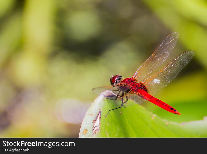 Close up of dragonfly on green leaf