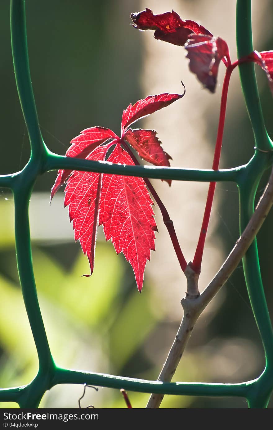 Branch with red autumn leaves behind a fence.