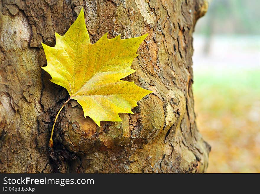 Yellow maple leaf shoot against tree bark. Yellow maple leaf shoot against tree bark