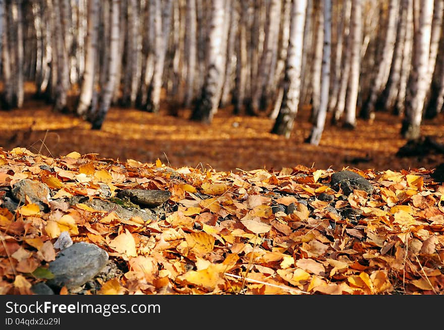 Fallen autumn orange leaves on the ground and birch trees on the background. Fallen autumn orange leaves on the ground and birch trees on the background